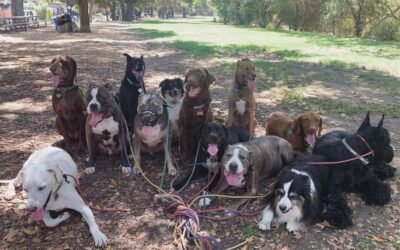 Your Dog’s Ecosystem: Treating, and training, the whole dog