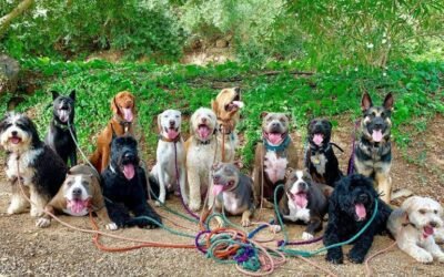 Expert Advice on How to Prepare Your Shy Dog for a Dog Walker