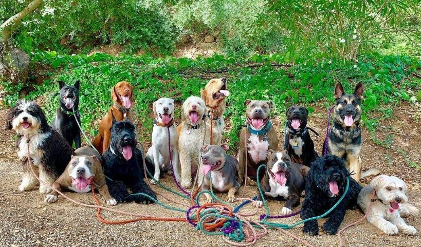 Expert Advice on How to Prepare Your Shy Dog for a Dog Walker