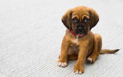 The Scared Puppy
