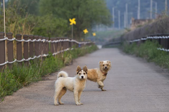 Understanding Canine Reactivity during Transitions: Unraveling the Canine Mind