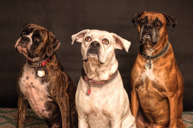 Benefits of Hiring a Dog Walker