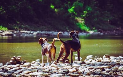 The Top 8 Easiest Dog Breeds to Train