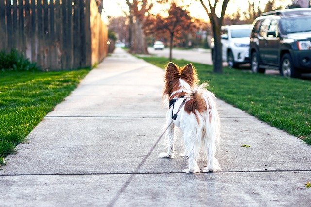 Emphasizing the Importance of Allowing Dogs to Explore Their Environment on Walks