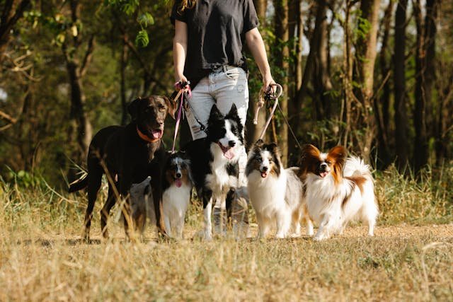 Why Pack Walks with a Dog Walker Are So Good for Your Dog