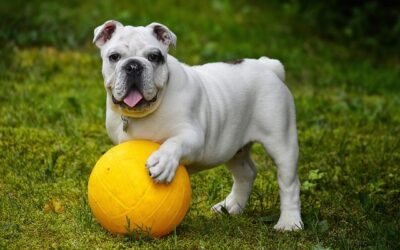 Why Pack Walks Are Essential: The Healthy, Happy Routine Every Dog Needs