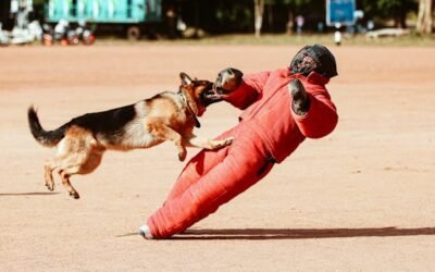 Why Getting Your Dog Trained Is So Important