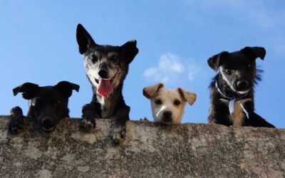 Why Regular Dog Walks Are Essential for Your Dog’s Health and Happiness