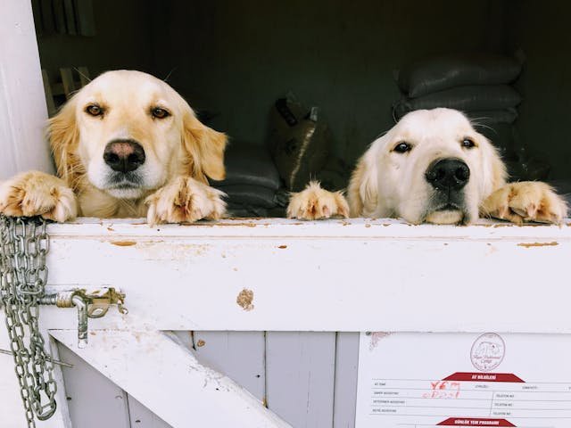Why Private Dog Training Can Make a Big Difference for Both Dogs and Their Owners