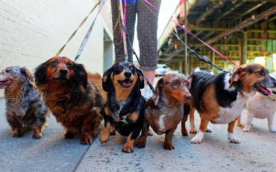 More Than a Walk: Why Your Dog Deserves the Best Care in Santa Barbara