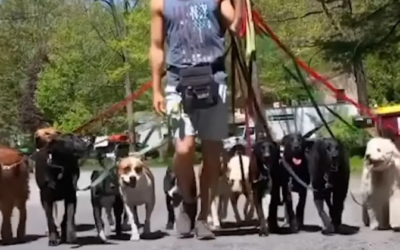 The Hidden Benefits of Hiring a Professional Dog Walker