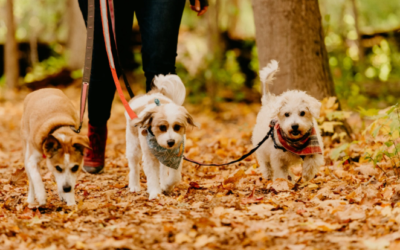 Why Does My Dog Pull on the Leash? Tips for Better, Happier Walks